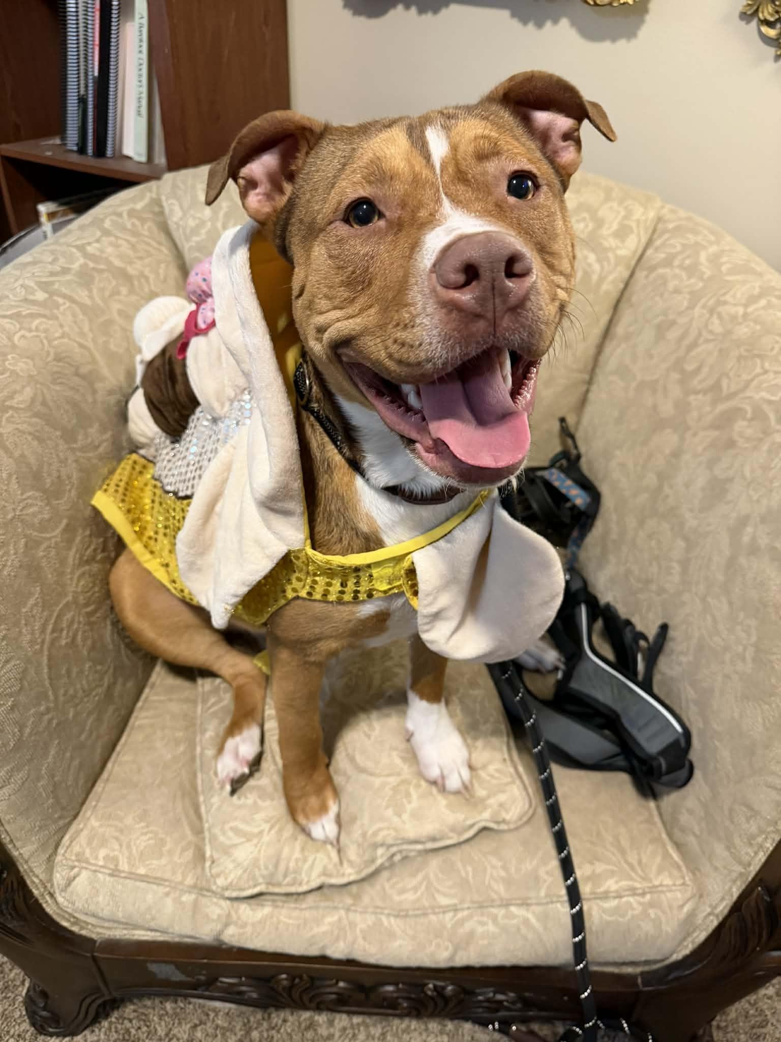 Enlarge Benny, a ADOPTABLE mixed breed in Kansas City, MO image 1/5