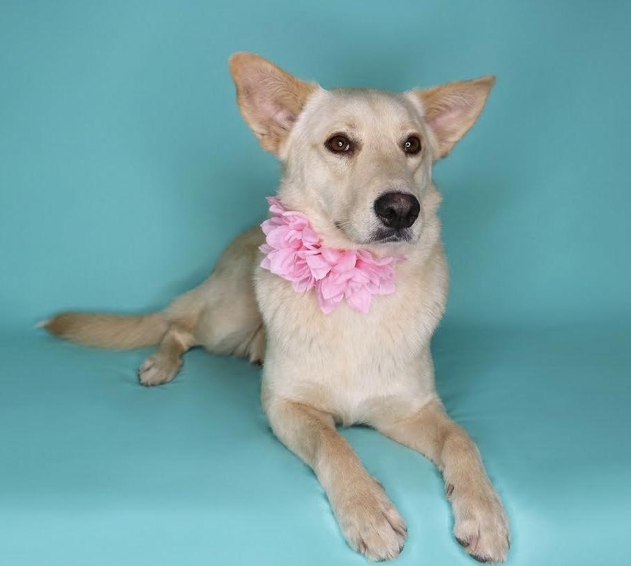 Enlarge Sundance, a Adoptable mixed breed in Chelsea, OK image 4/4