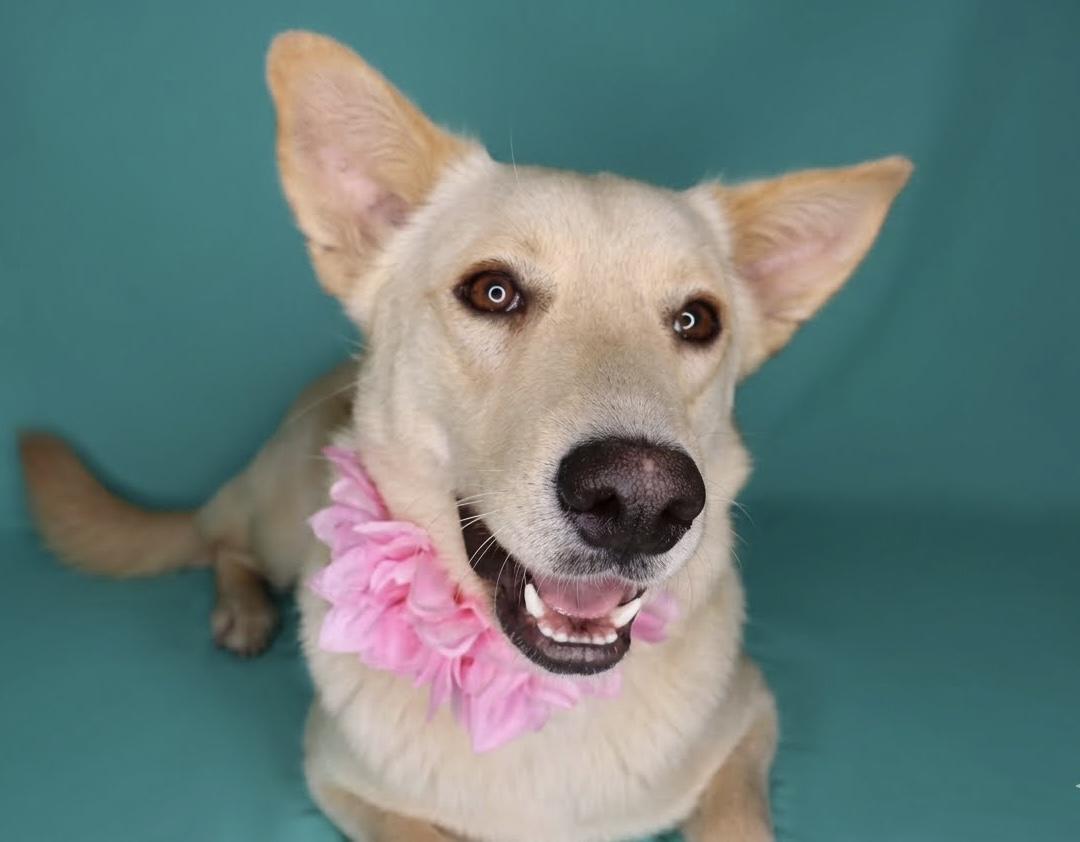 Enlarge Sundance, a Adoptable mixed breed in Chelsea, OK image 2/4