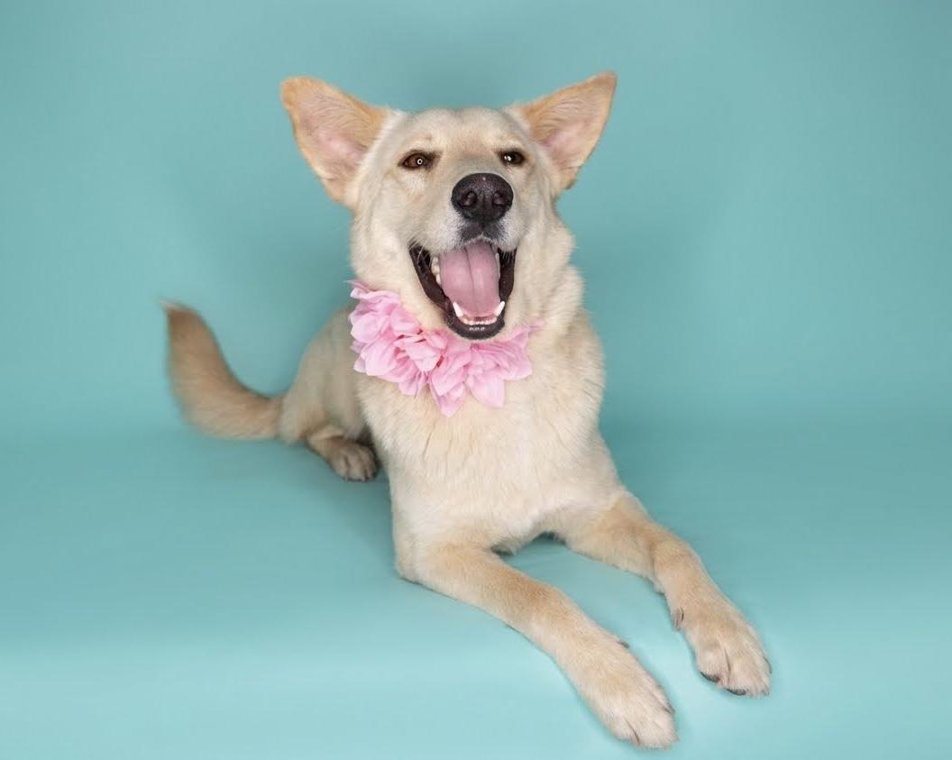 Sundance, Adoptable, Adult Female Carolina Dog.