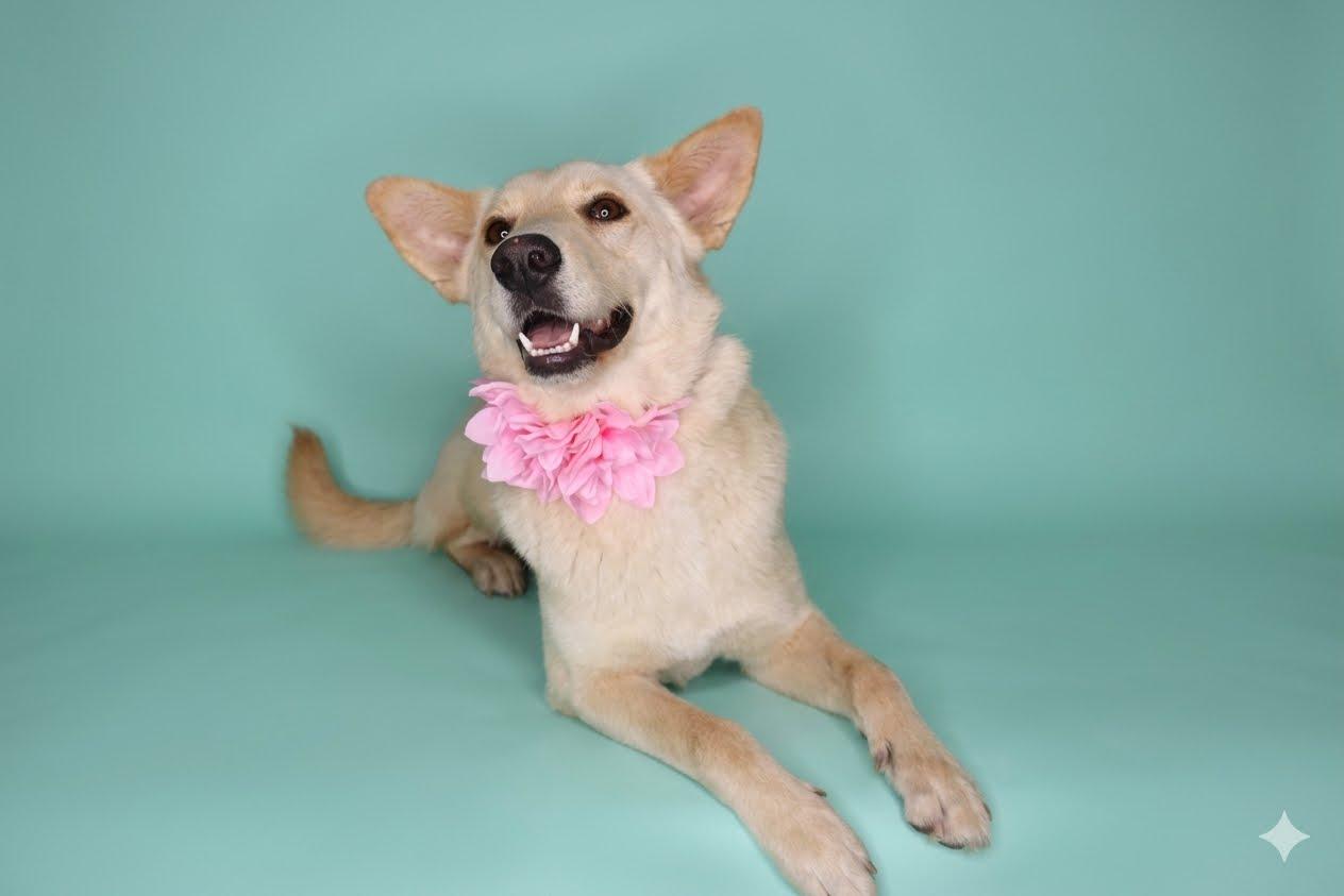 Enlarge Sundance, a Adoptable mixed breed in Chelsea, OK image 3/4