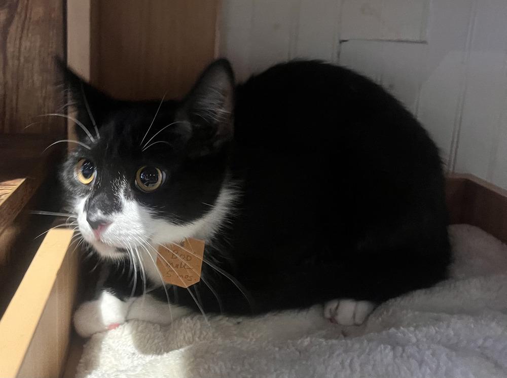 Boo, Adoptable, Young Male Domestic Short Hair.
