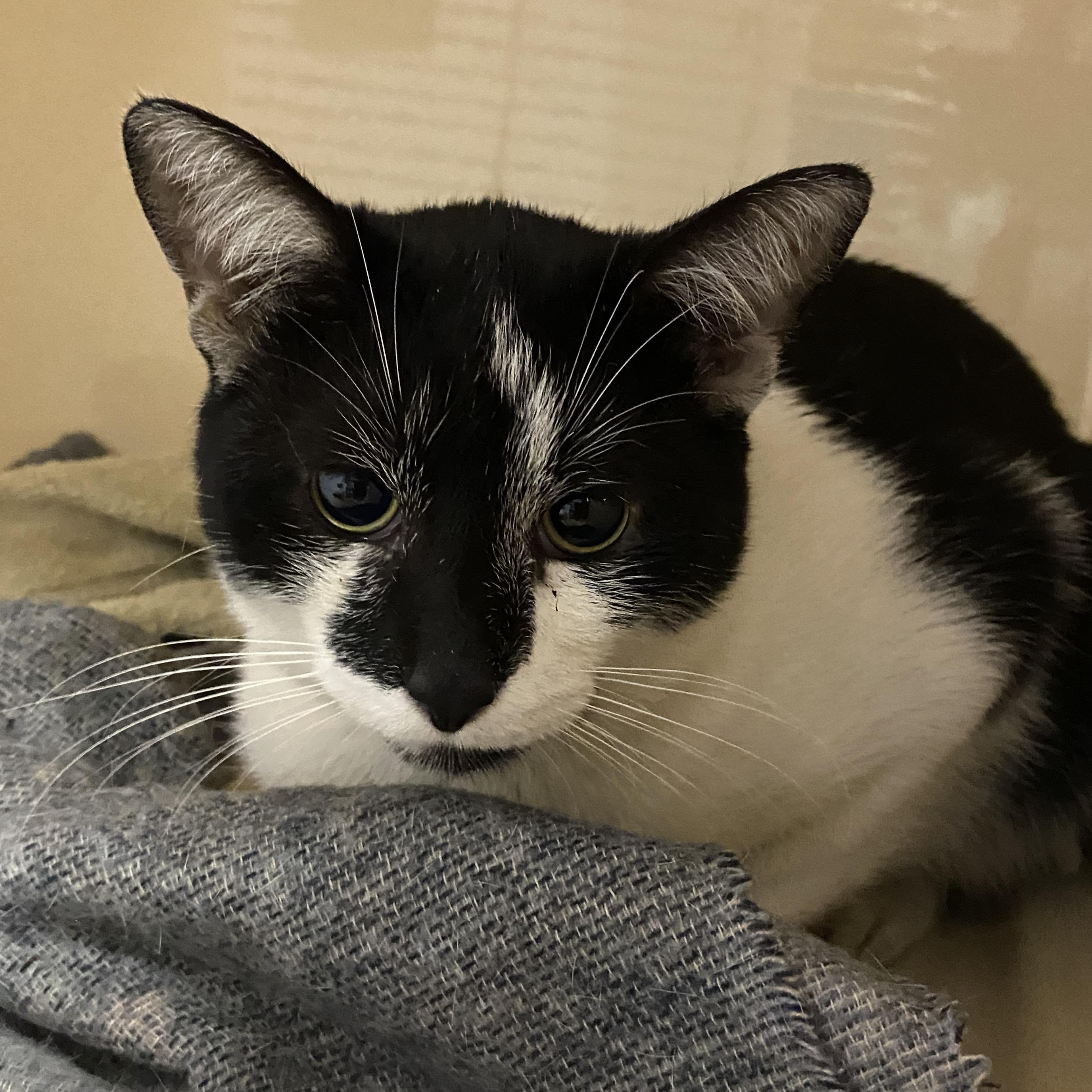 Oreo