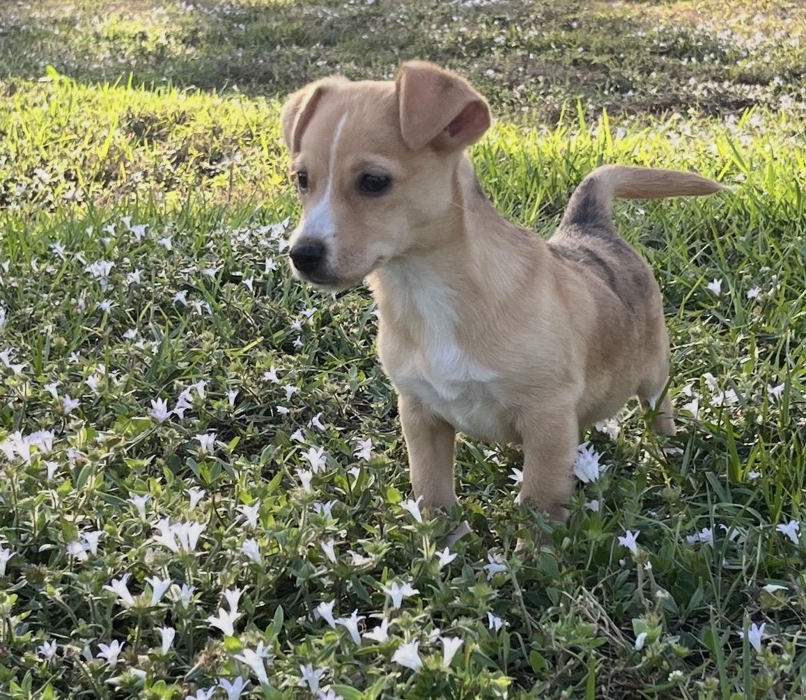 Enlarge Bones, an adopted Chiweenie in Palm springs, FL image 1/1