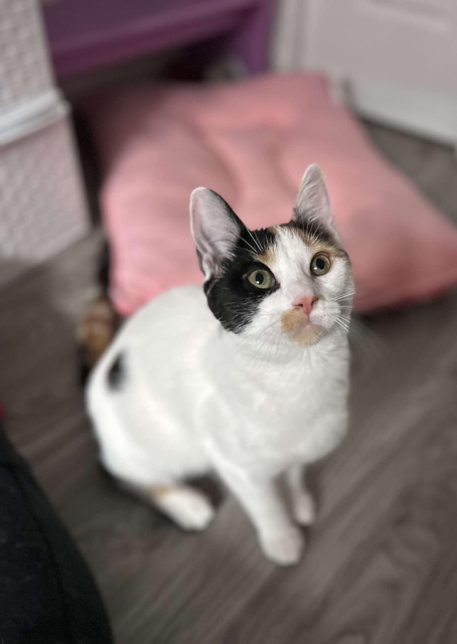 Enlarge BLISS, a Adoptable Domestic Short Hair in Shakespeare, ON image 1/1