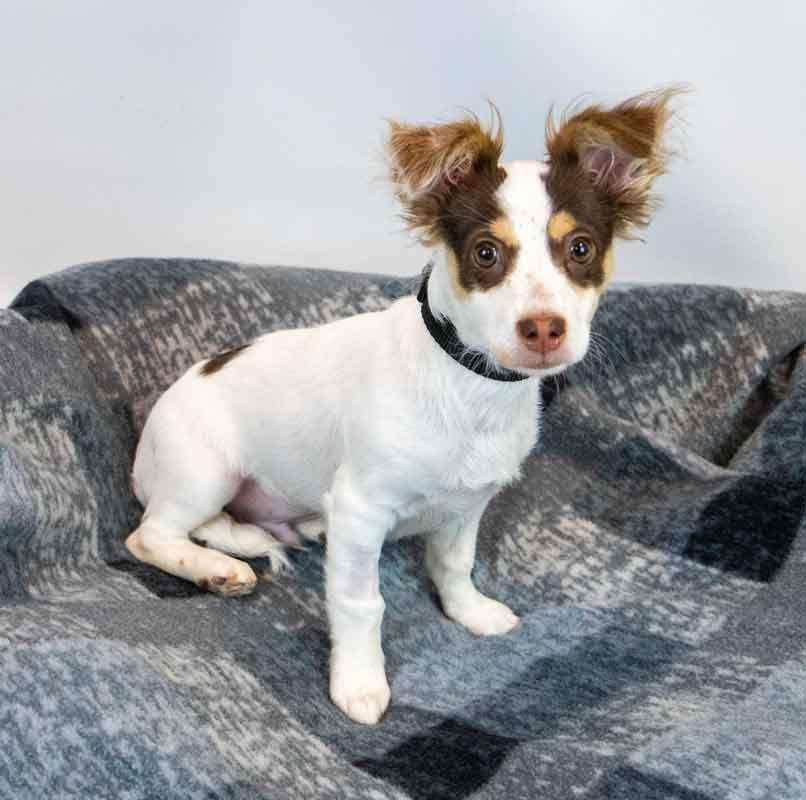 Enlarge Nathan, an adopted mixed breed in Kennesaw, GA image 2/6