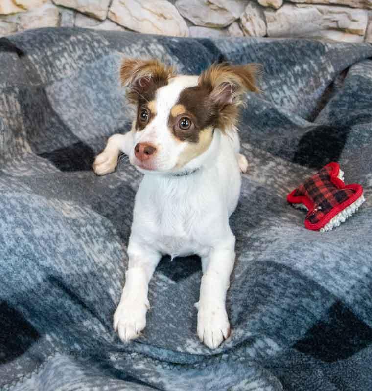 Enlarge Nathan, an adopted mixed breed in Kennesaw, GA image 3/6