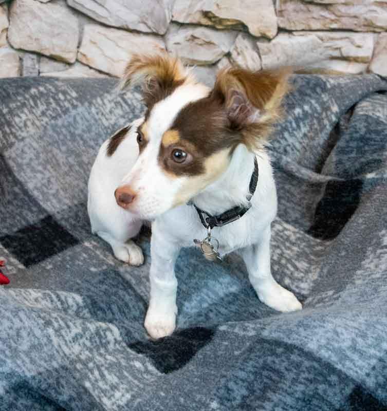 Enlarge Nathan, an adopted mixed breed in Kennesaw, GA image 4/6