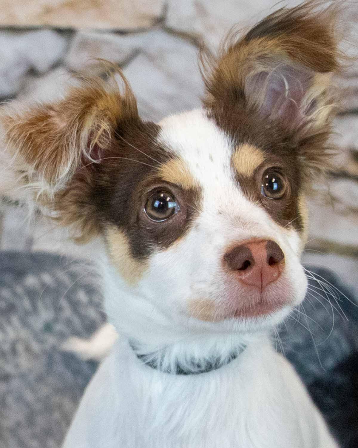 Nathan, adopted, Puppy Male Papillon & Terrier.