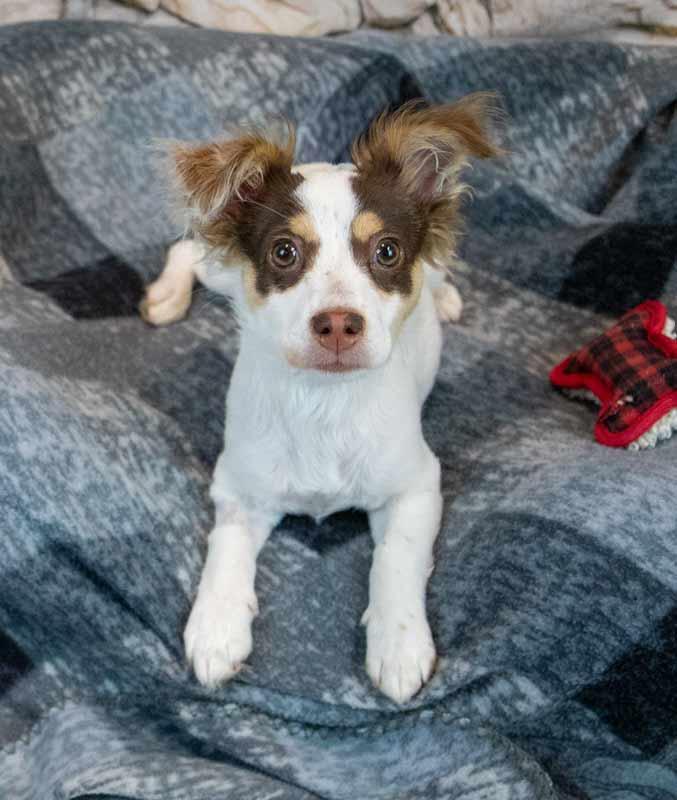 Enlarge Nathan, an adopted mixed breed in Kennesaw, GA image 5/6