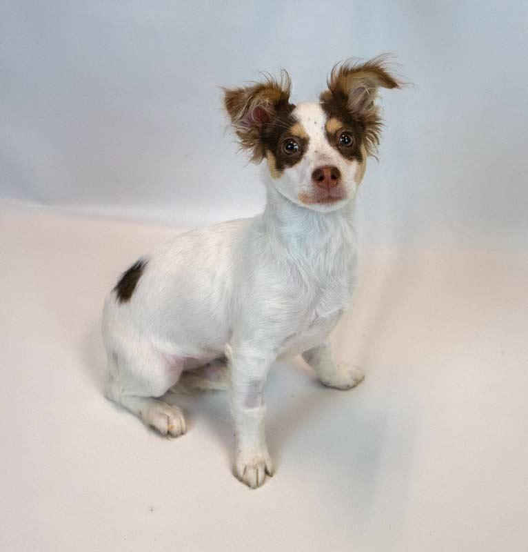 Enlarge Nathan, an adopted mixed breed in Kennesaw, GA image 6/6