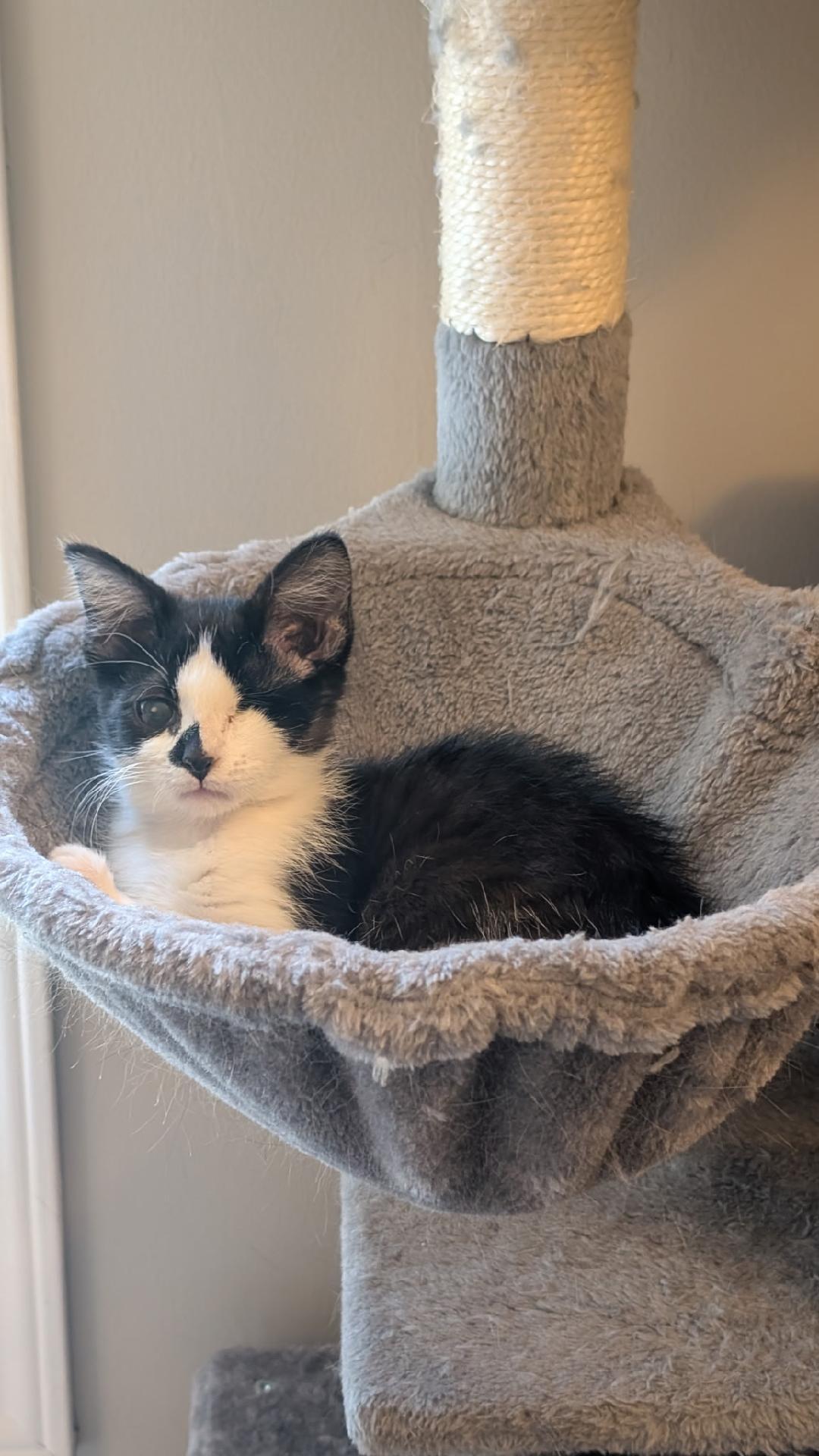 GRACE, Adopted, Young Female Domestic Short Hair.