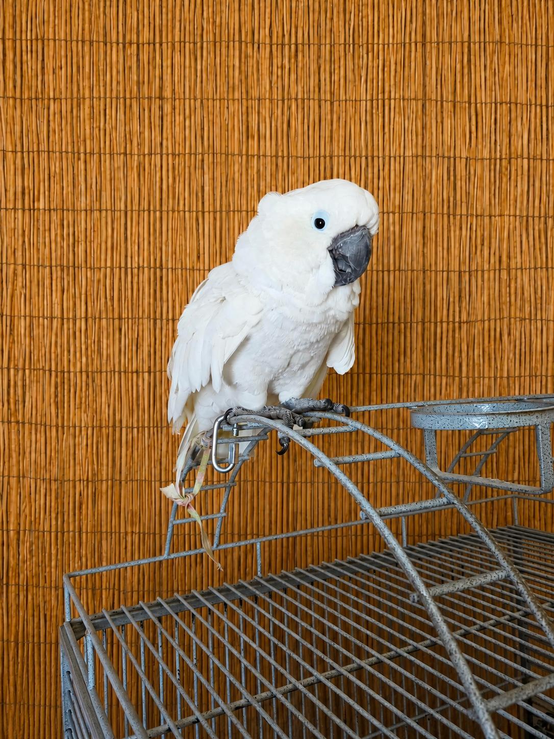Boo Boo- The 27 YO M Umbrella Cockatoo, ADOPTABLE, Adult Male Cockatoo.