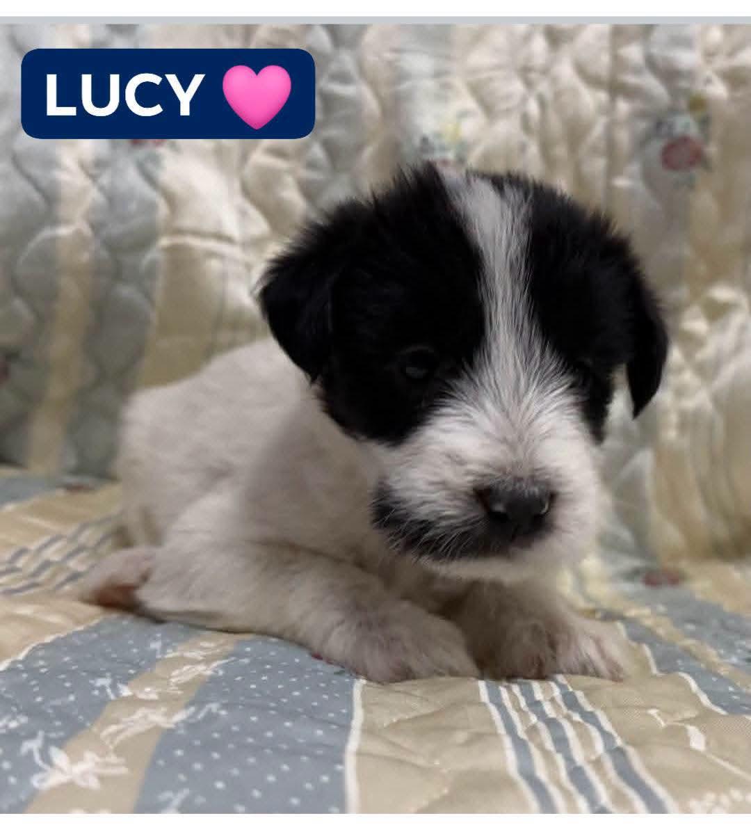 LUCY, Adoptable, Puppy Female Shepherd.