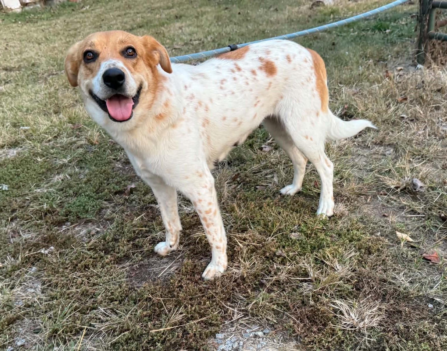 Enlarge Mabel, a Adoptable mixed breed in Homer Glen, IL image 2/3