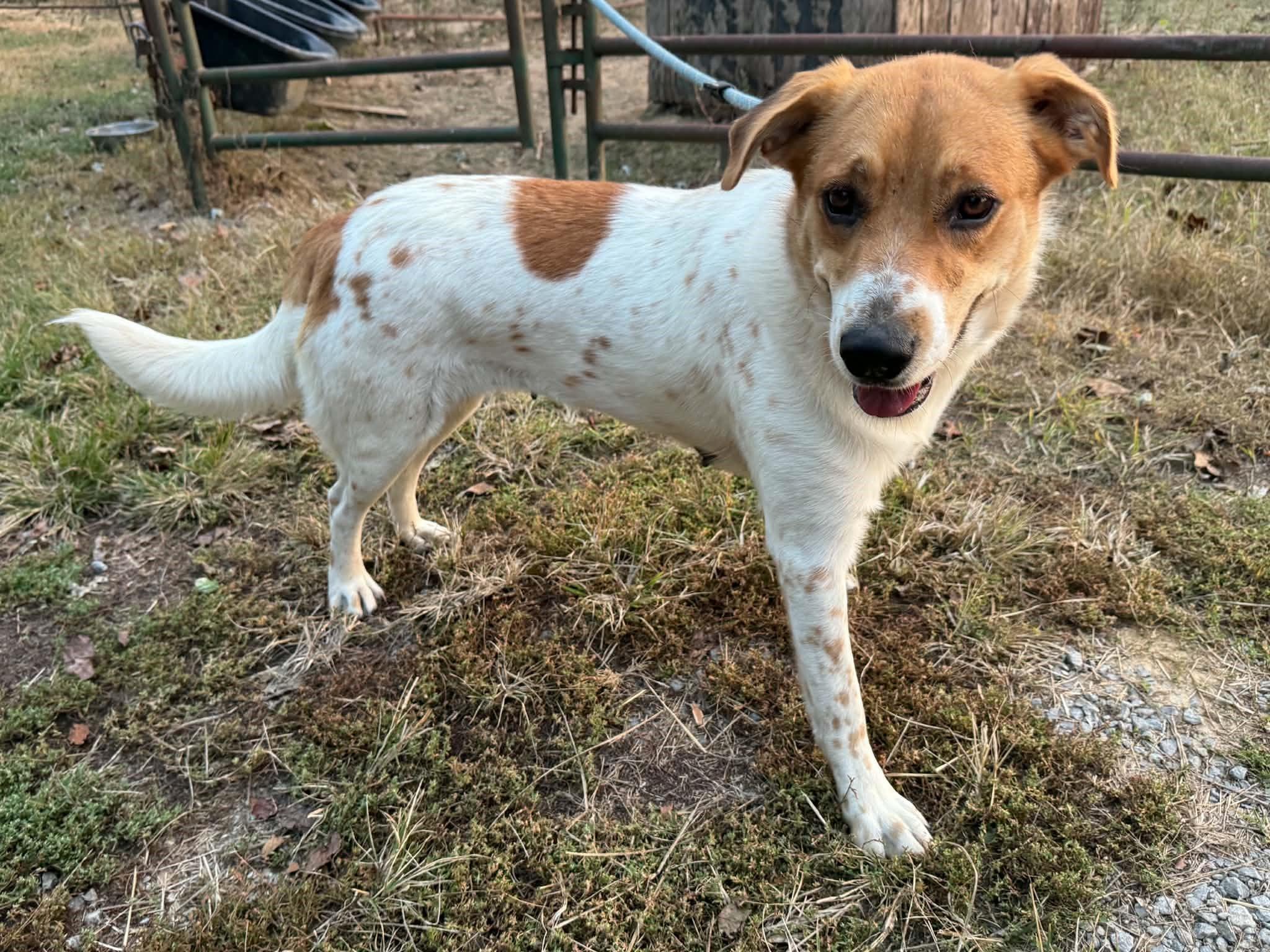 Mabel, Adoptable, Adult Female Yellow Labrador Retriever & Cattle Dog.