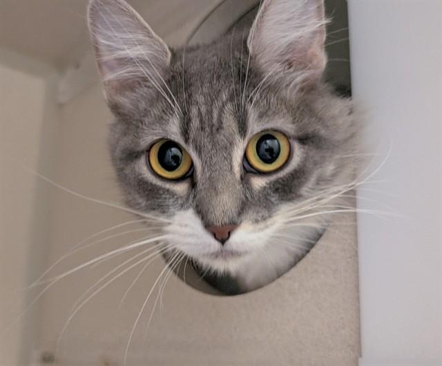 SAGE, Adoptable, Young Female Domestic Medium Hair.