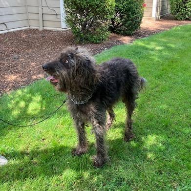 Enlarge Charlie, a Adoptable Labradoodle in Corvallis, OR image 1/6