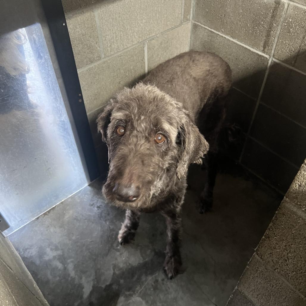Enlarge Charlie, a Adoptable Labradoodle in Corvallis, OR image 2/6