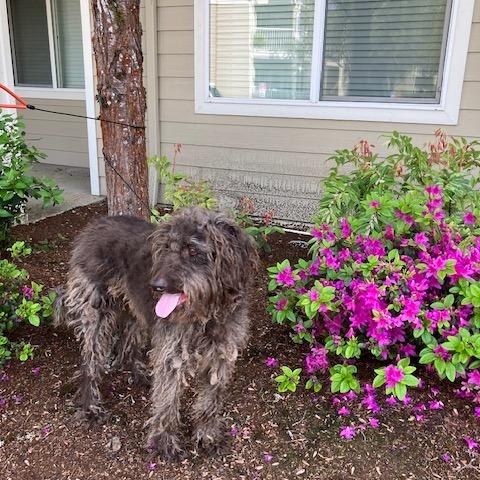Enlarge Charlie, a Adoptable Labradoodle in Corvallis, OR image 3/6