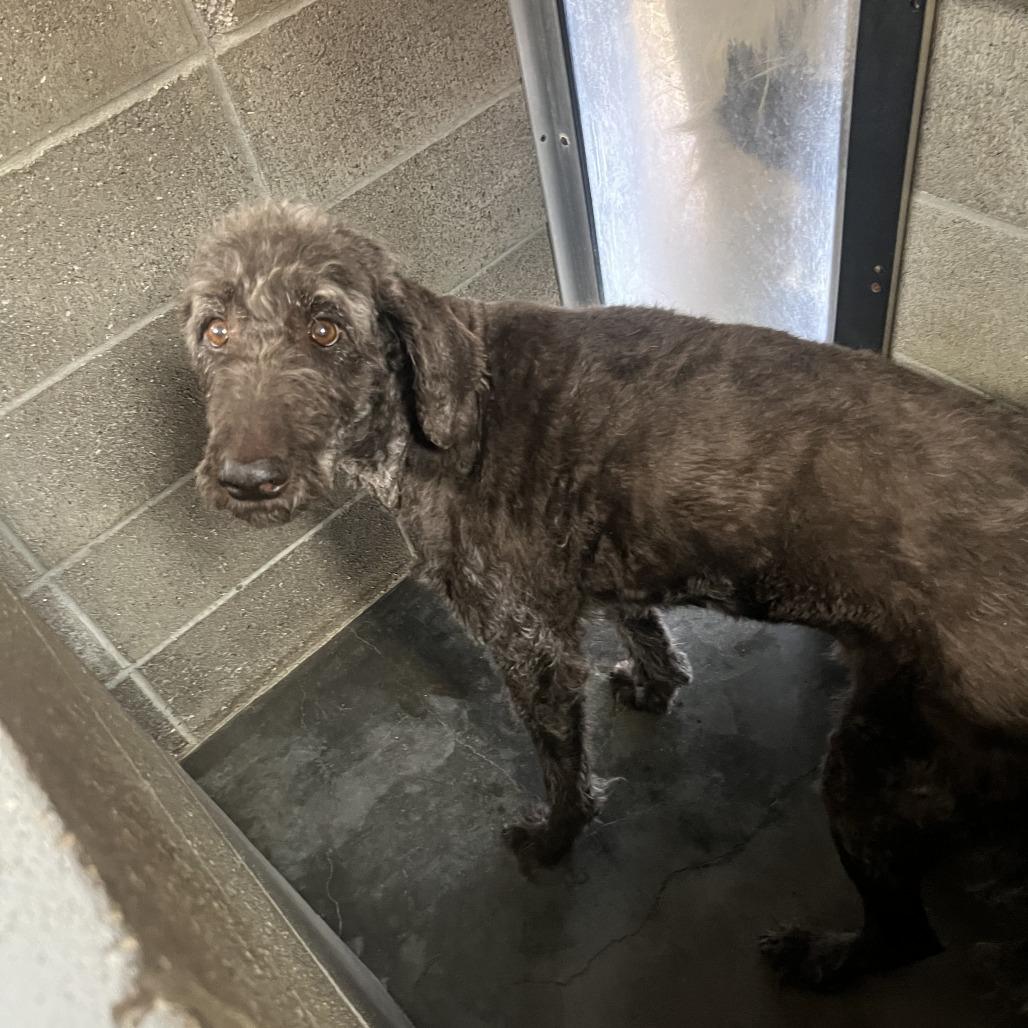 Enlarge Charlie, a Adoptable Labradoodle in Corvallis, OR image 4/6