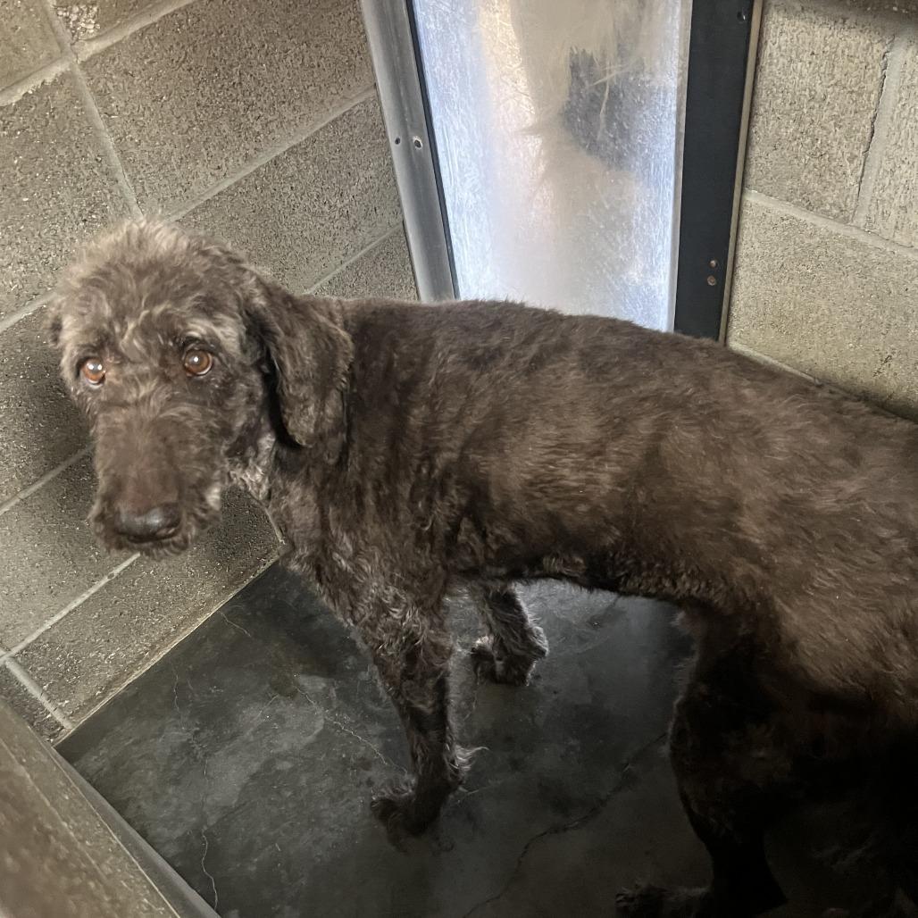 Enlarge Charlie, a Adoptable Labradoodle in Corvallis, OR image 5/6