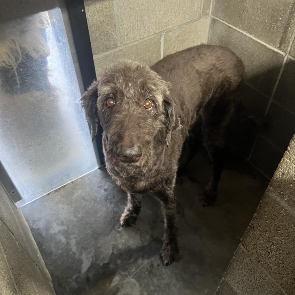 Enlarge Charlie, a Adoptable Labradoodle in Corvallis, OR image 6/6