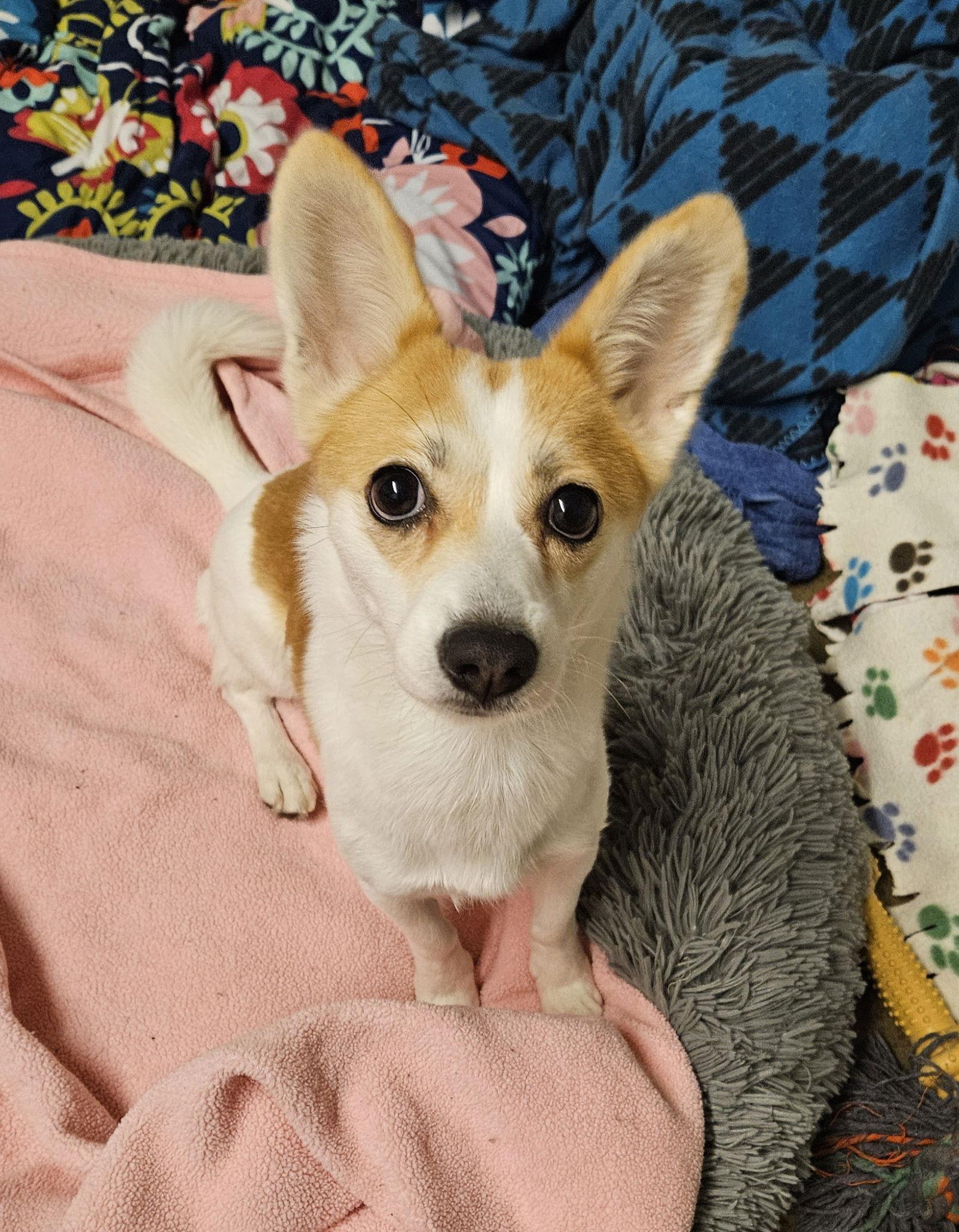 SEVEN, Adoptable, Puppy Female Jack Russell Terrier & Chihuahua.