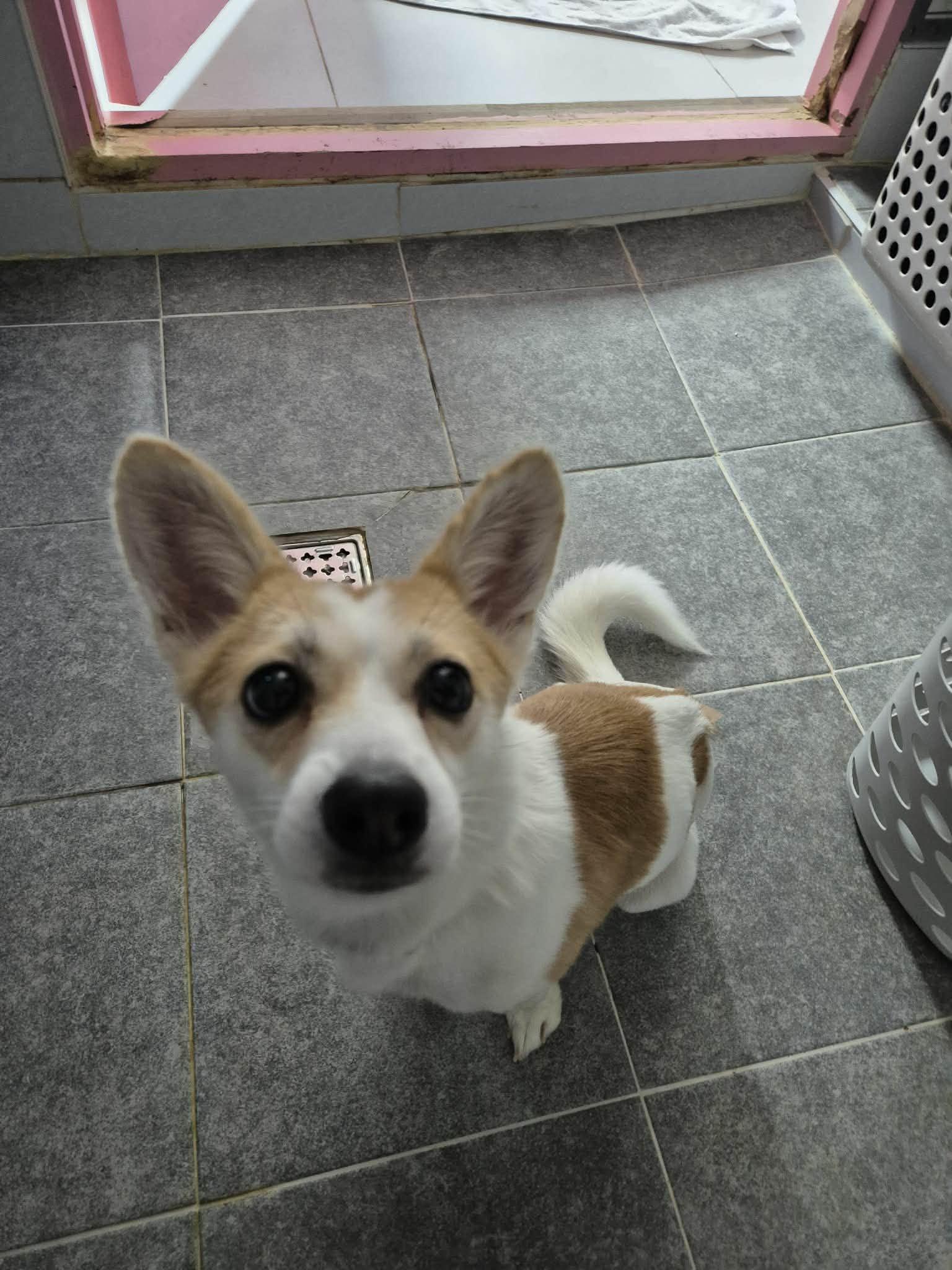 SEVEN, Adoptable, Puppy Female Jack Russell Terrier & Chihuahua.