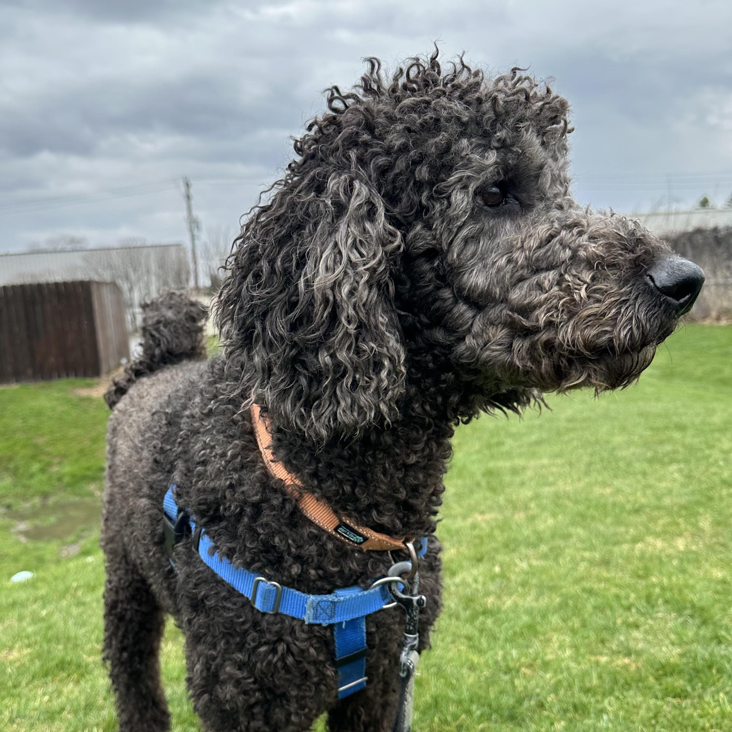 Enlarge Major - Foster Home Needed, an adopted Poodle in Hartland, WI image 3/6