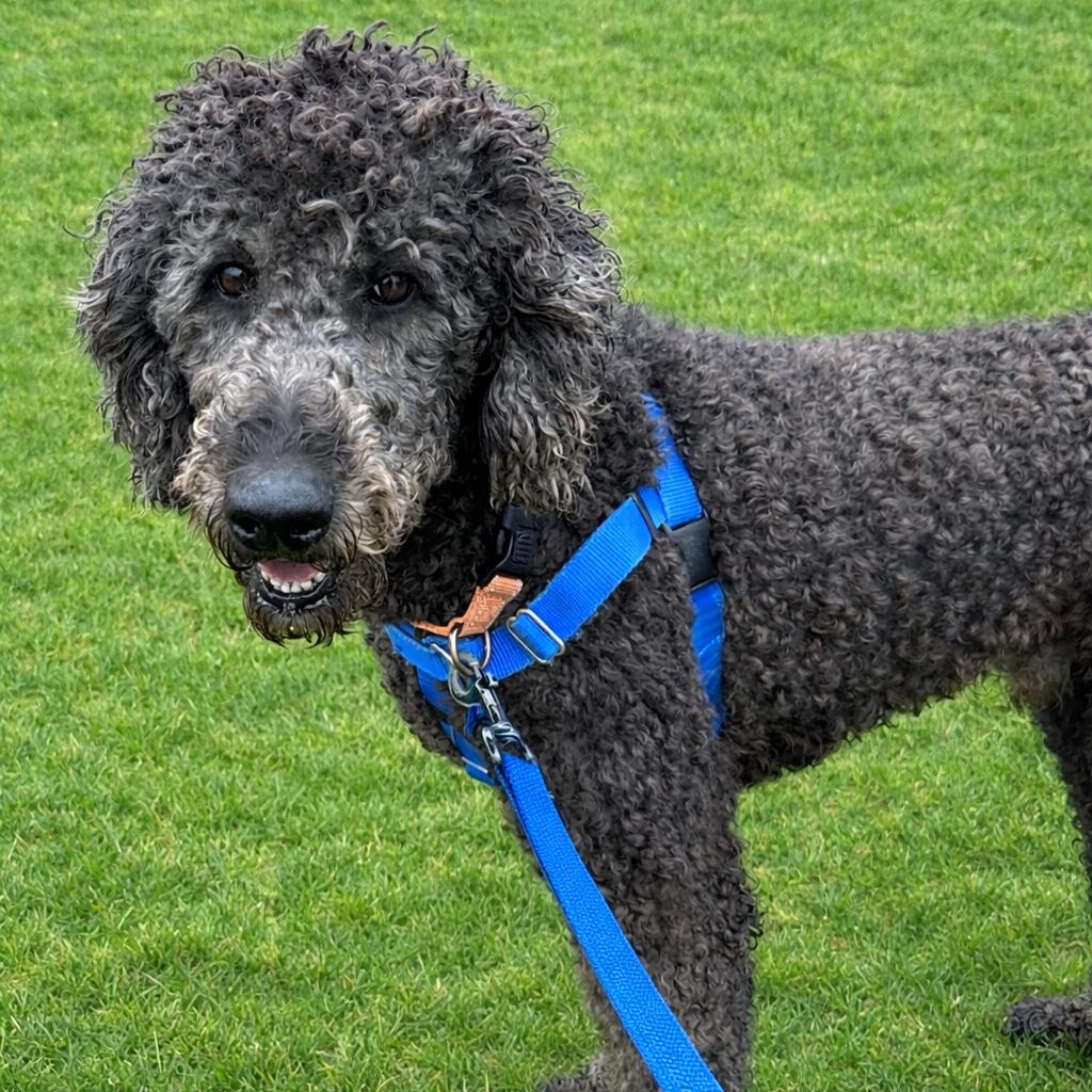 Enlarge Major - Foster Home Needed, an adopted Poodle in Hartland, WI image 2/6