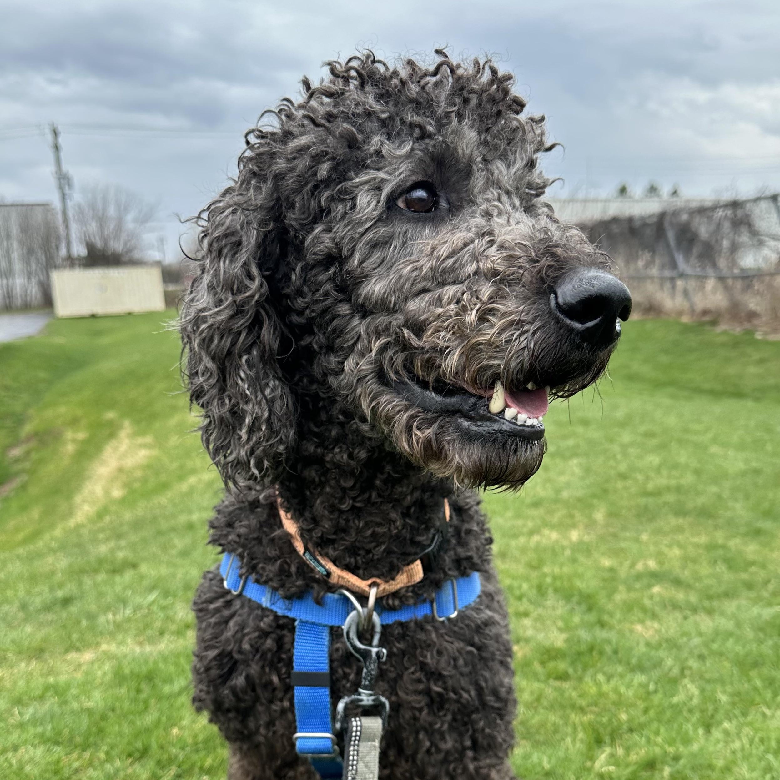 Enlarge Major - Foster Home Needed, an adopted Poodle in Hartland, WI image 5/6