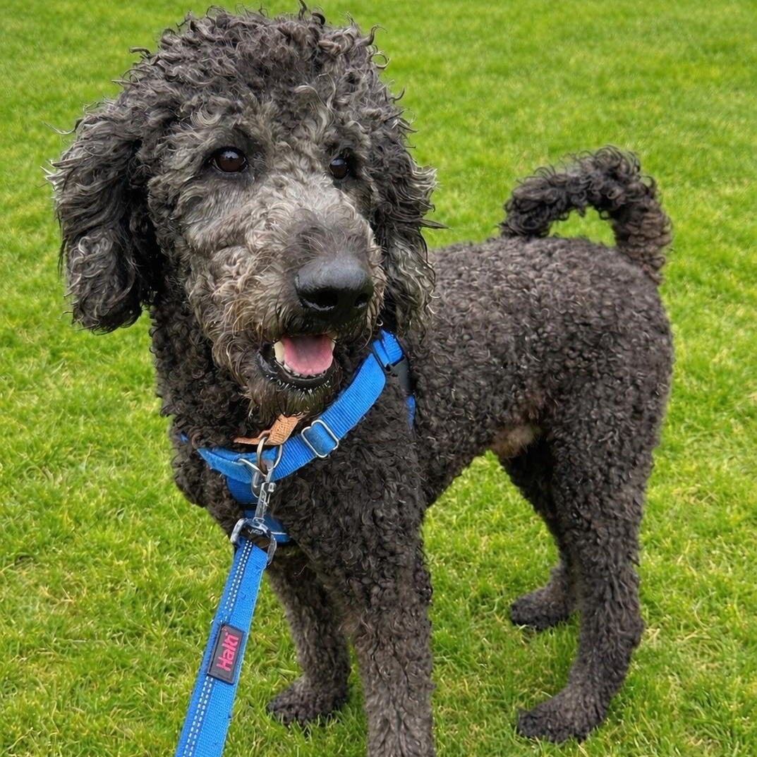 Enlarge Major - Foster Home Needed, an adopted Poodle in Hartland, WI image 1/6