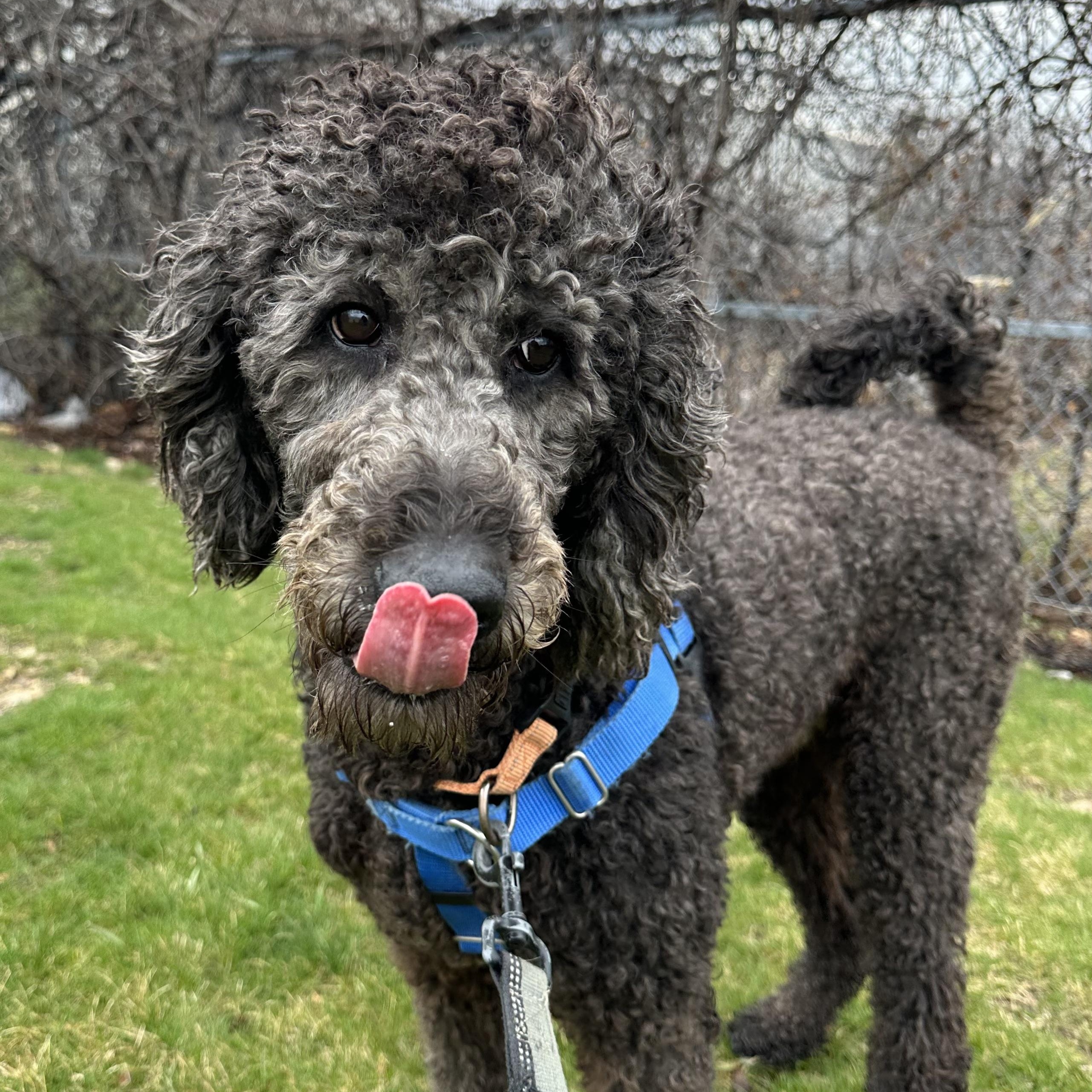 Enlarge Major - Foster Home Needed, an adopted Poodle in Hartland, WI image 4/6