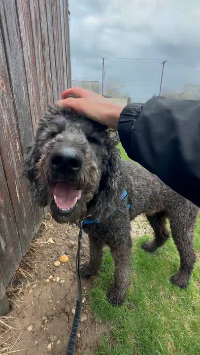 Enlarge Major - Foster Home Needed, an adopted Poodle in Hartland, WI video 6/6