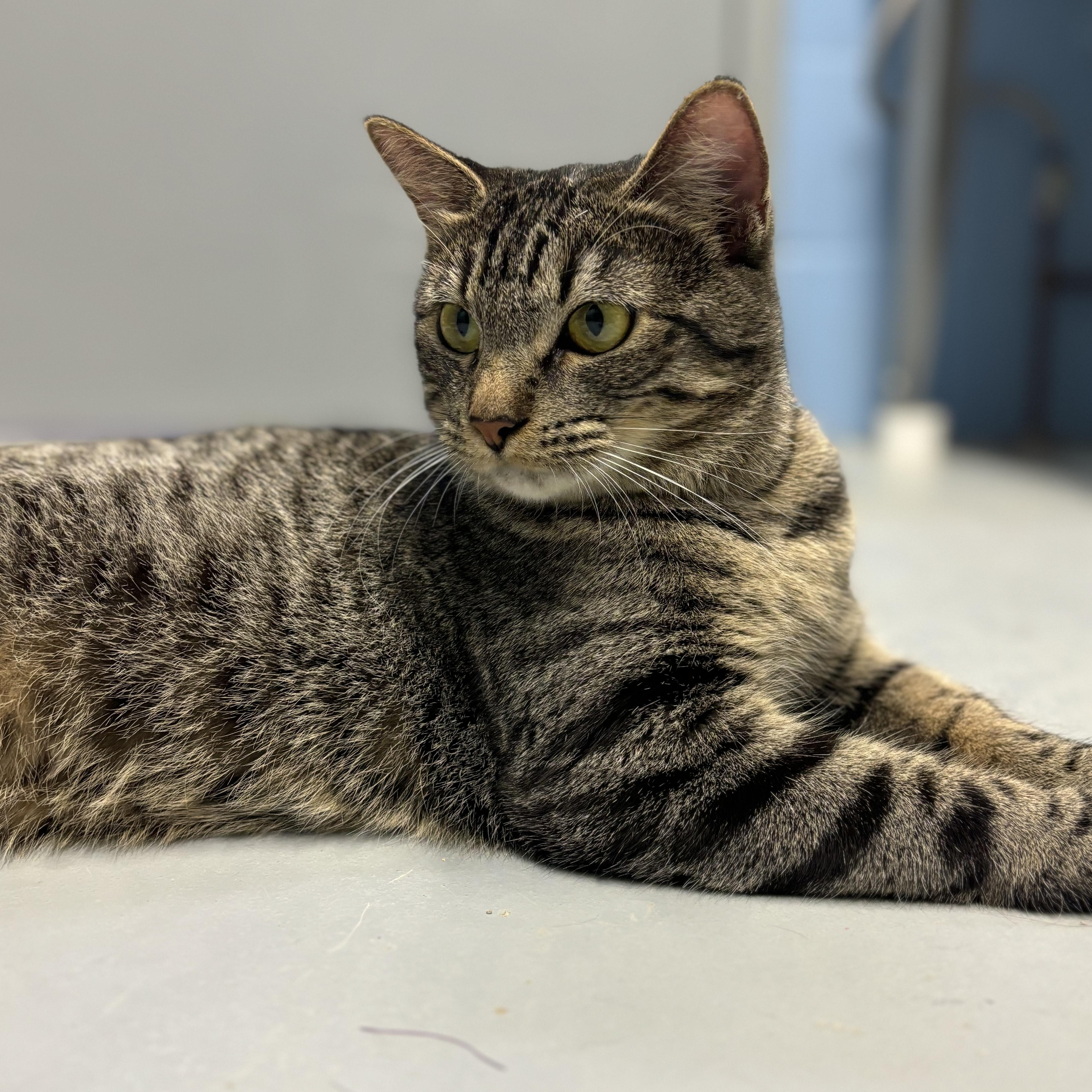 Enlarge Mercedes, a Adoptable Domestic Short Hair in Lowell, AR image 1/6