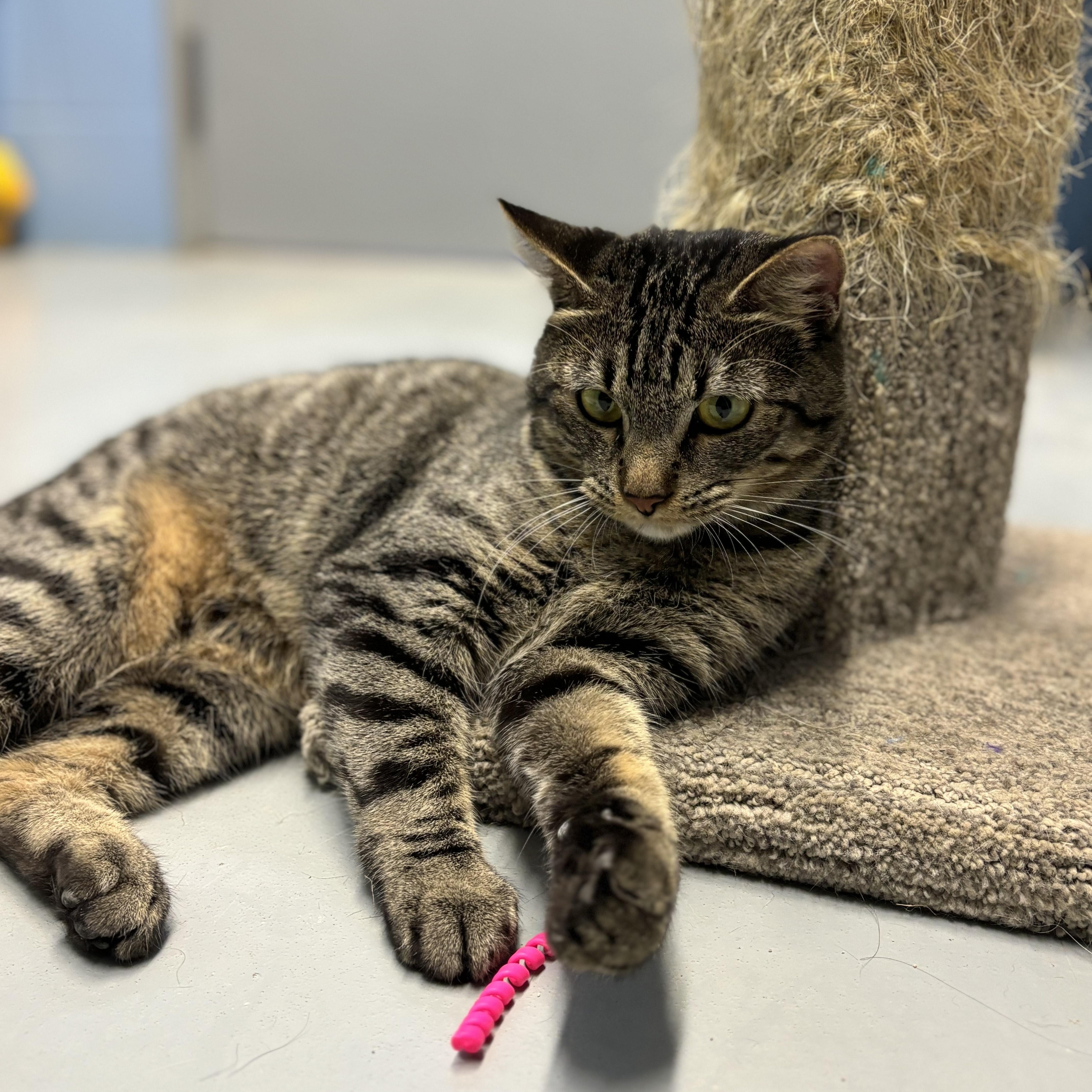 Enlarge Mercedes, a Adoptable Domestic Short Hair in Lowell, AR image 2/6