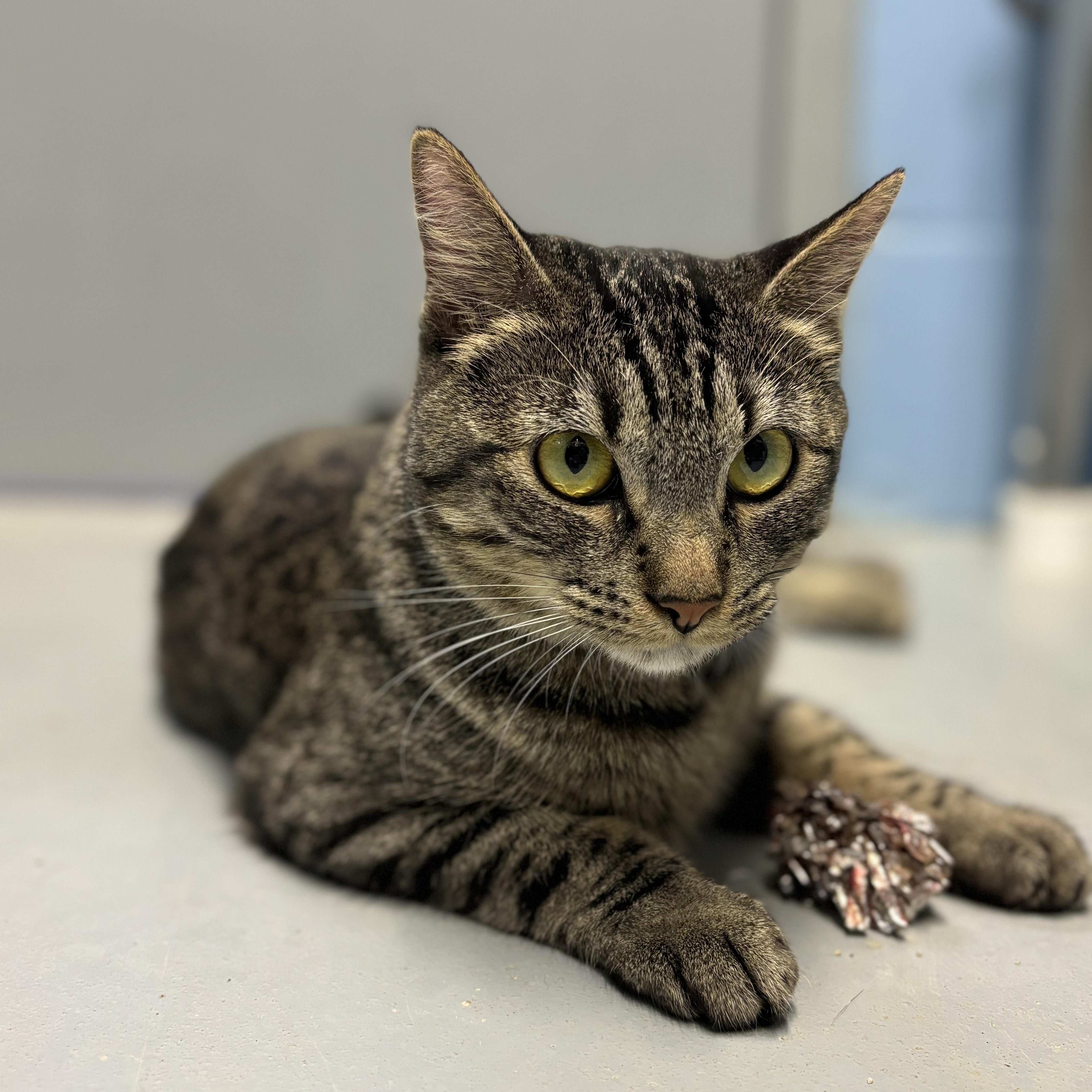 Enlarge Mercedes, a Adoptable Domestic Short Hair in Lowell, AR image 3/6