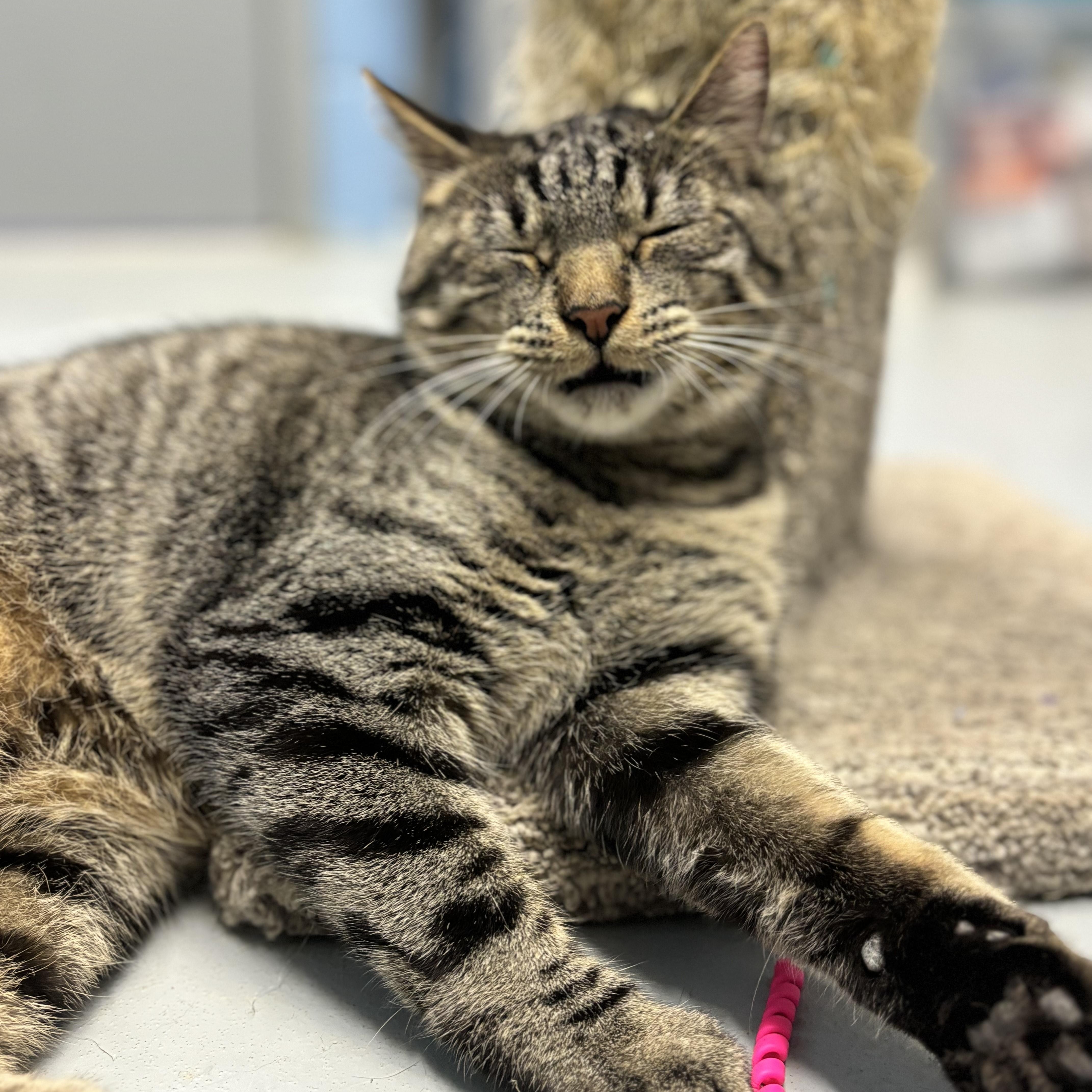 Enlarge Mercedes, a Adoptable Domestic Short Hair in Lowell, AR image 4/6