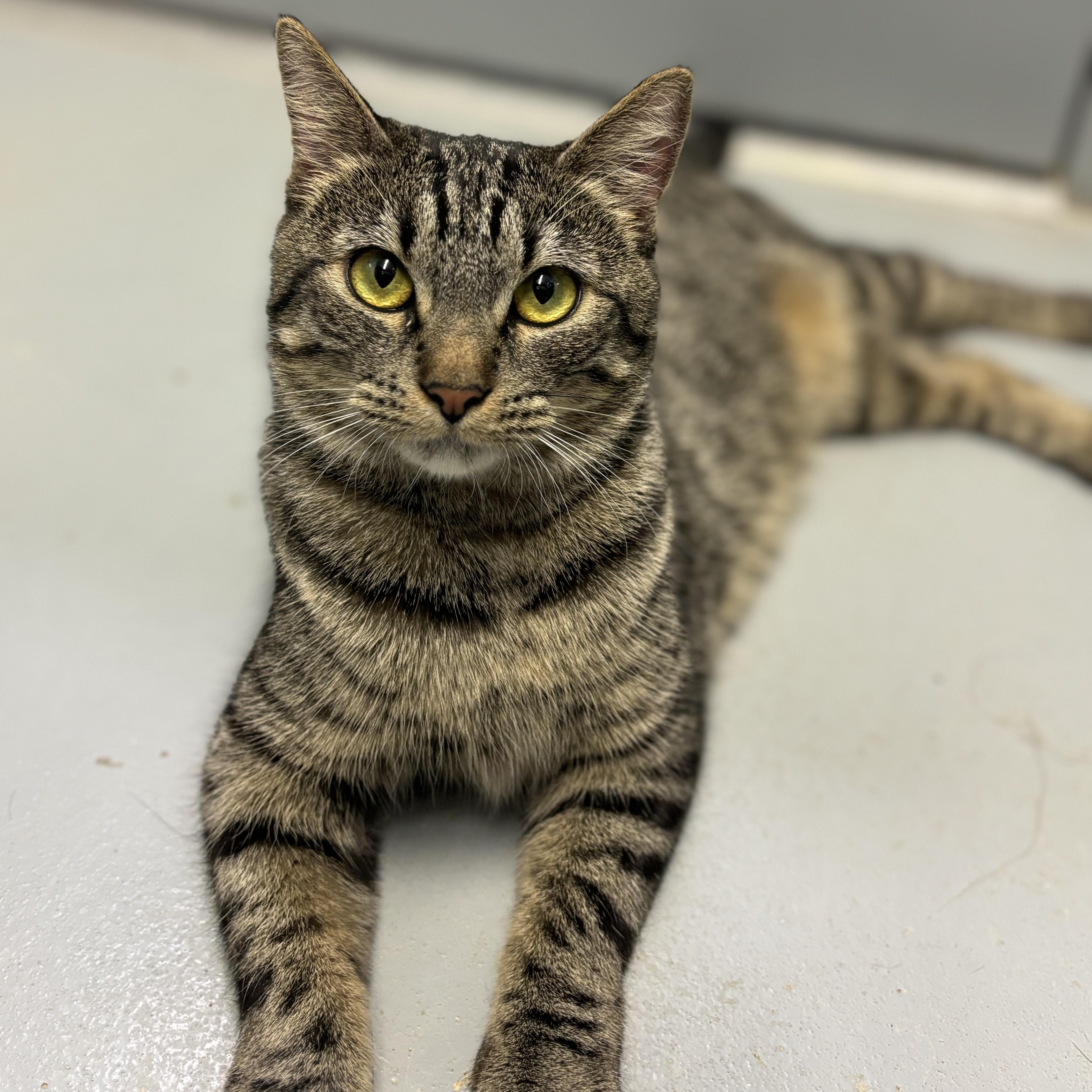 Enlarge Mercedes, a Adoptable Domestic Short Hair in Lowell, AR image 5/6