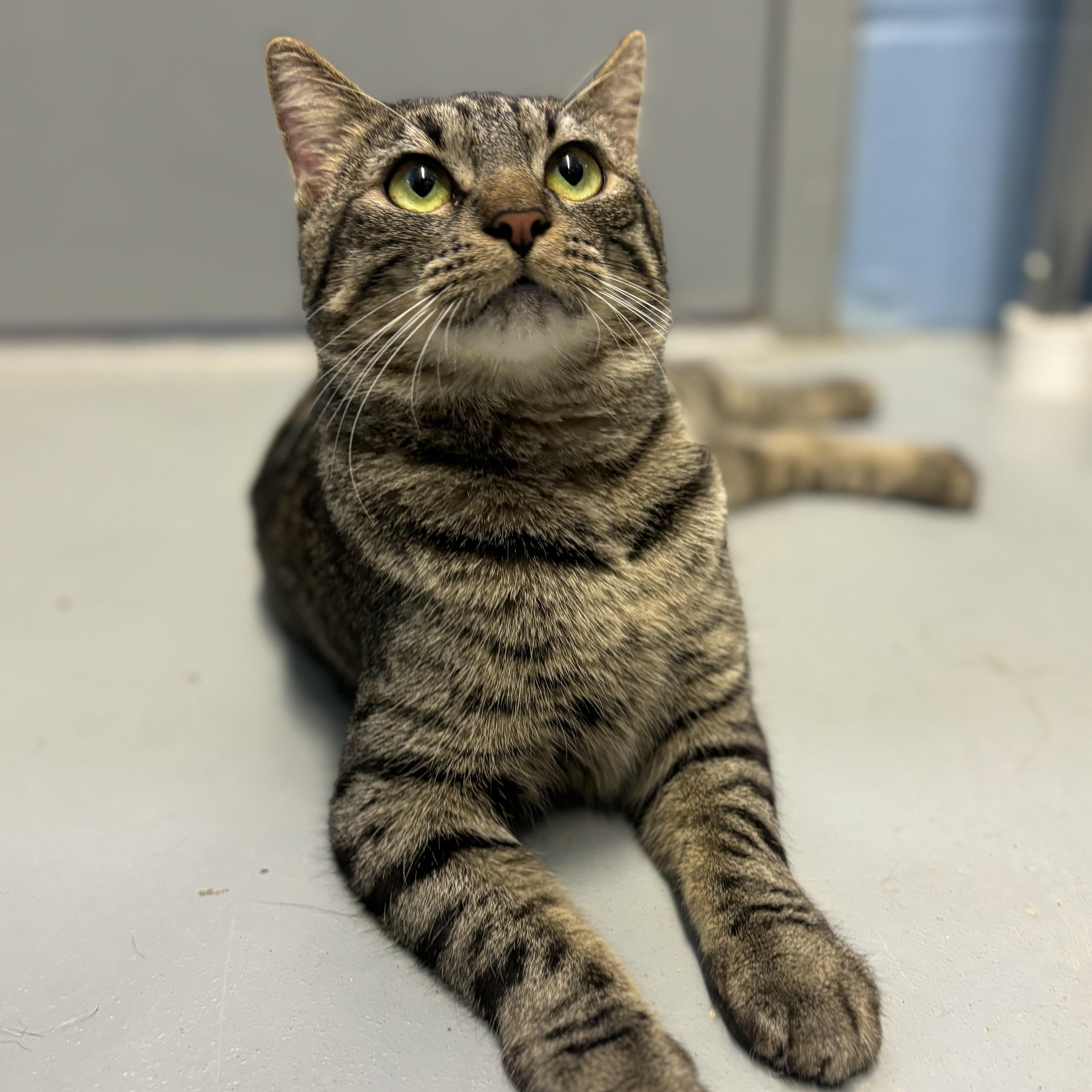 Enlarge Mercedes, a Adoptable Domestic Short Hair in Lowell, AR image 6/6