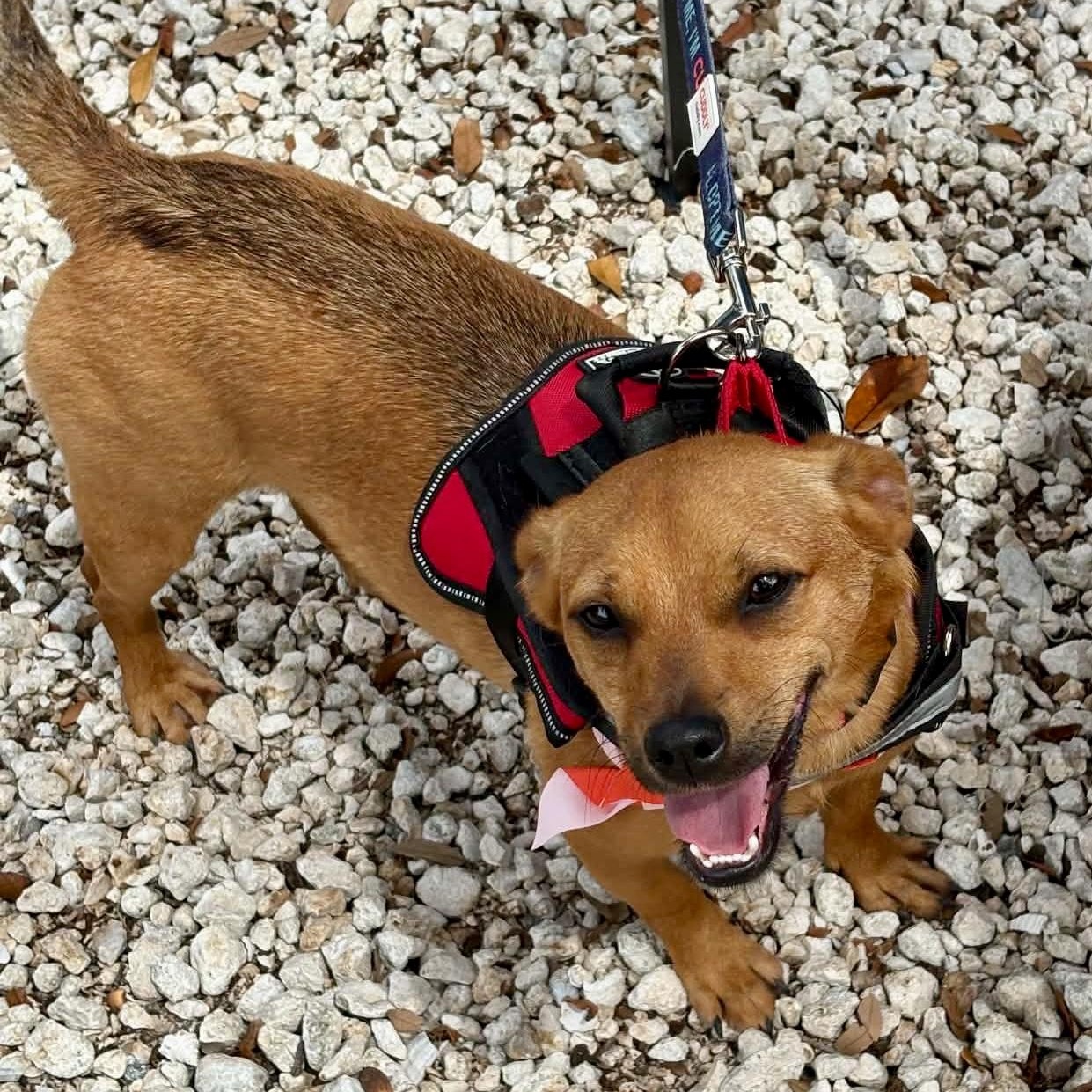 HENRY - FOSTER OR ADOPT - BONDED WITH PRINCE, Adoptable, Young Male Chihuahua.