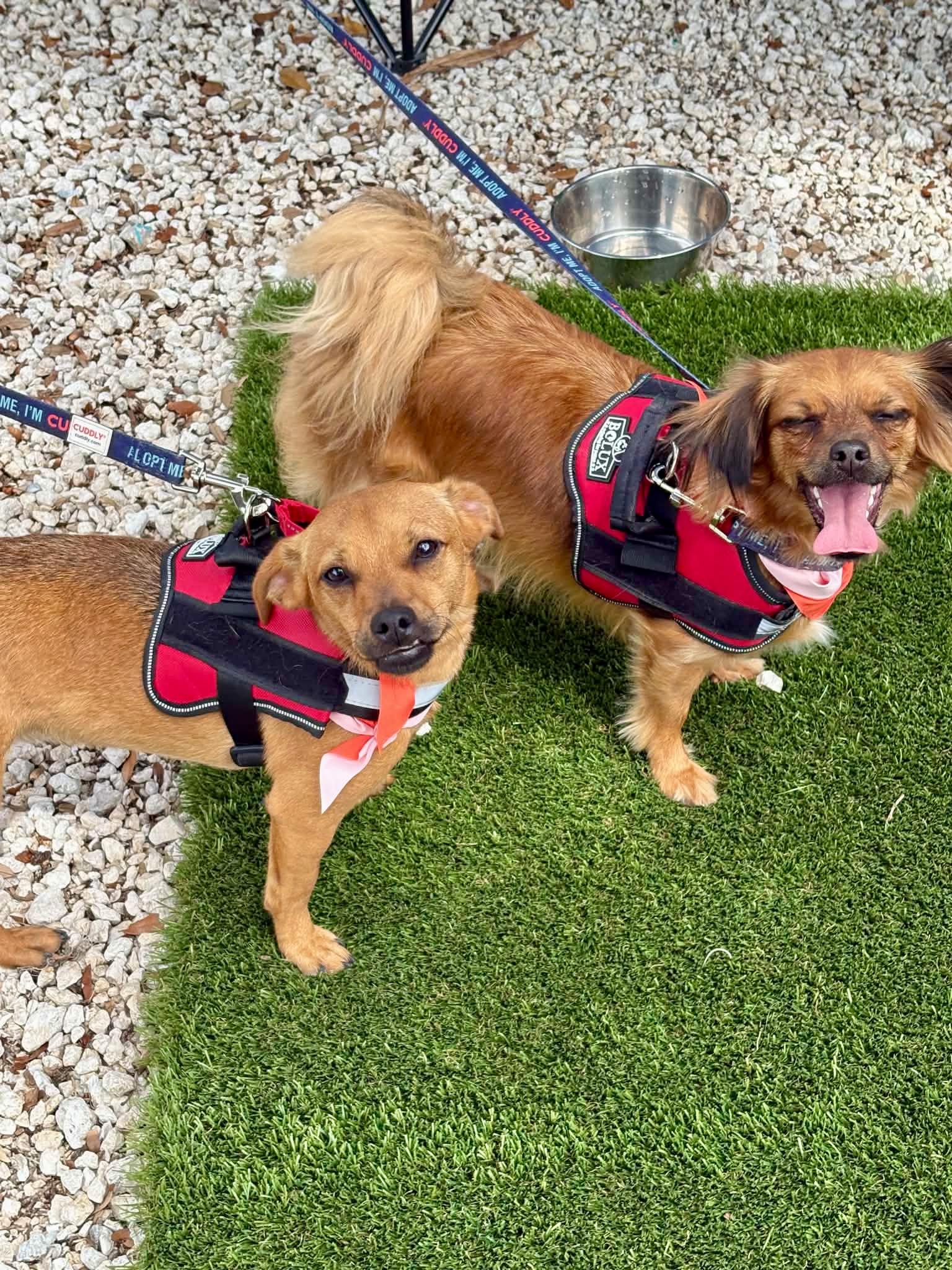 Enlarge HENRY - FOSTER OR ADOPT - BONDED WITH PRINCE, a Adoptable mixed breed in Largo, FL image 5/6
