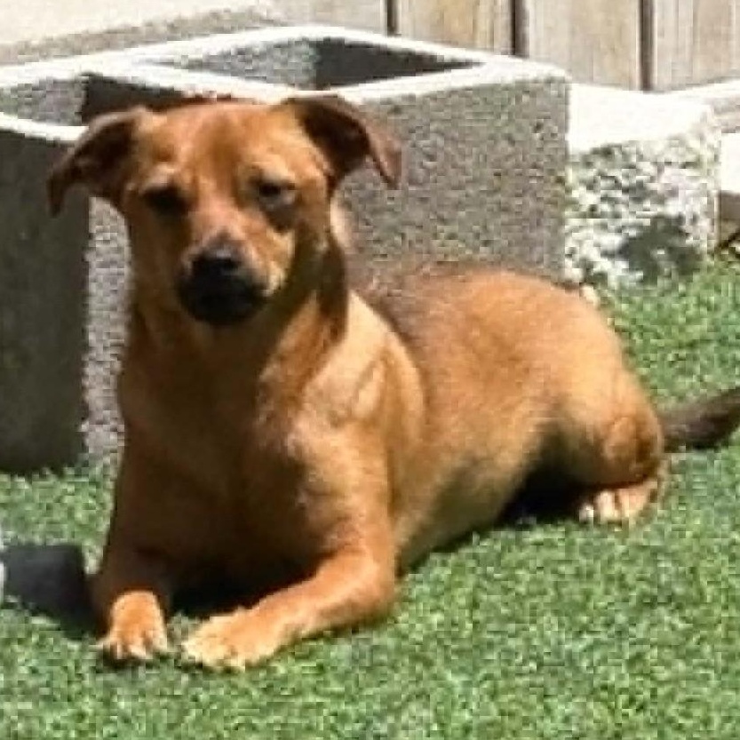 Enlarge HENRY - FOSTER OR ADOPT - BONDED WITH PRINCE, a Adoptable mixed breed in Largo, FL image 2/6