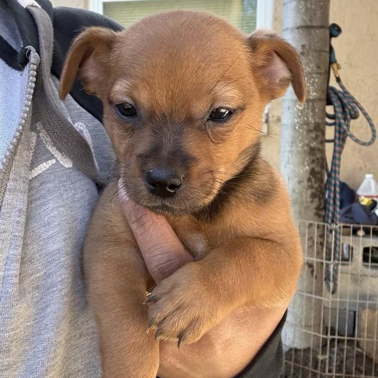 Enlarge HENRY - FOSTER OR ADOPT - BONDED WITH PRINCE, a Adoptable mixed breed in Largo, FL image 6/6