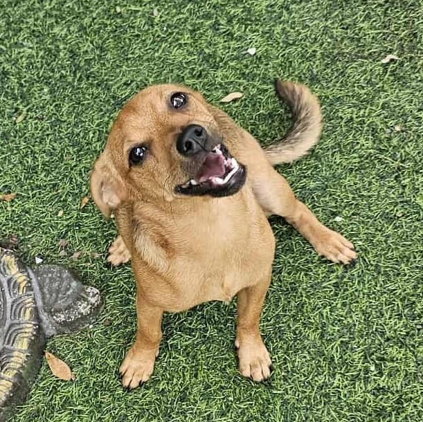 Enlarge HENRY - FOSTER OR ADOPT - BONDED WITH PRINCE, a Adoptable mixed breed in Largo, FL image 3/6