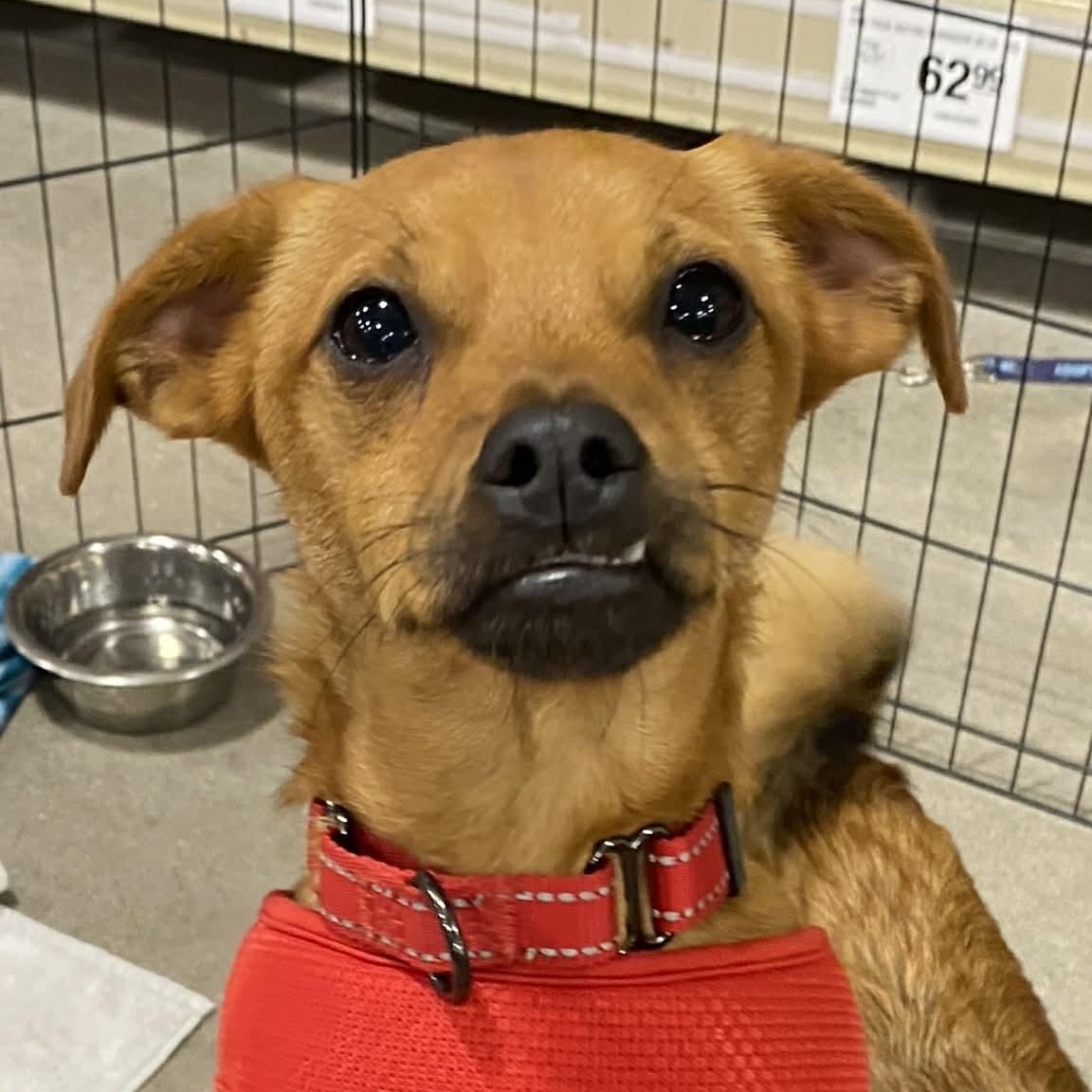 Enlarge HENRY - FOSTER OR ADOPT - BONDED WITH PRINCE, a Adoptable mixed breed in Largo, FL image 4/6