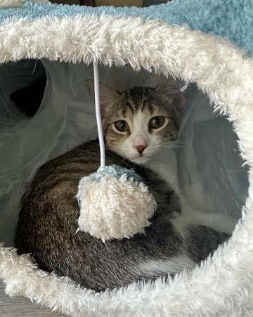 haru, Adoptable, Kitten Female Tabby & Domestic Short Hair.