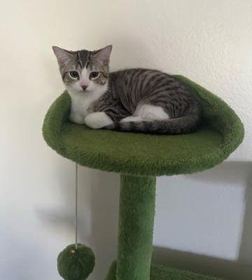 Enlarge haru, a Adoptable mixed breed in San Jose, CA image 2/2