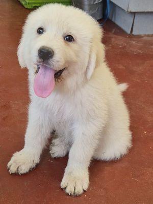 Petey, adopted, Puppy Male Great Pyrenees.
